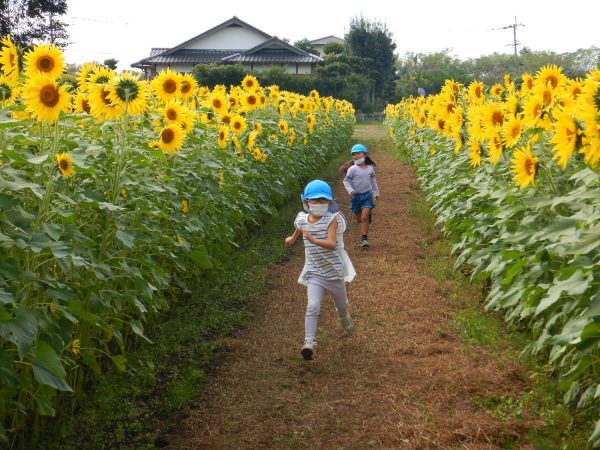 ひまわり畑を走る園児たち