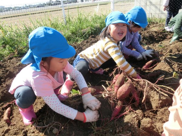 芋を掘る園児たち